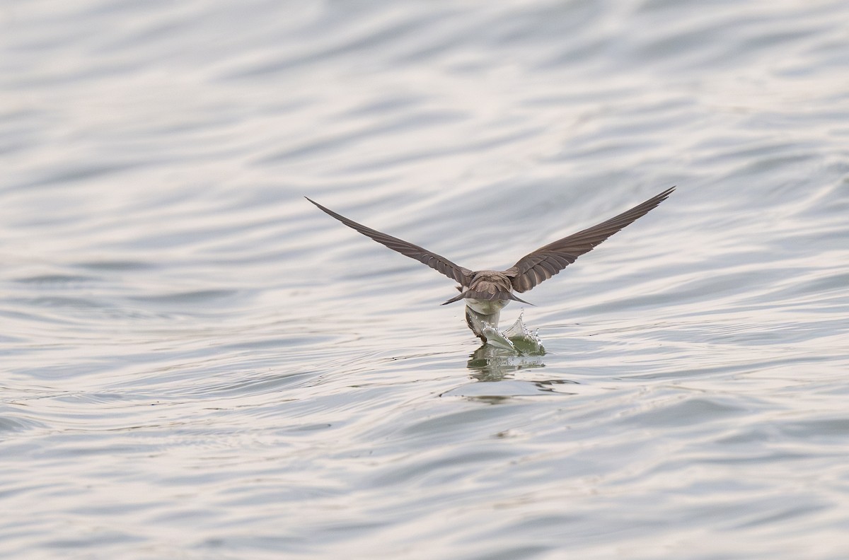 Bank Swallow - ML619958932