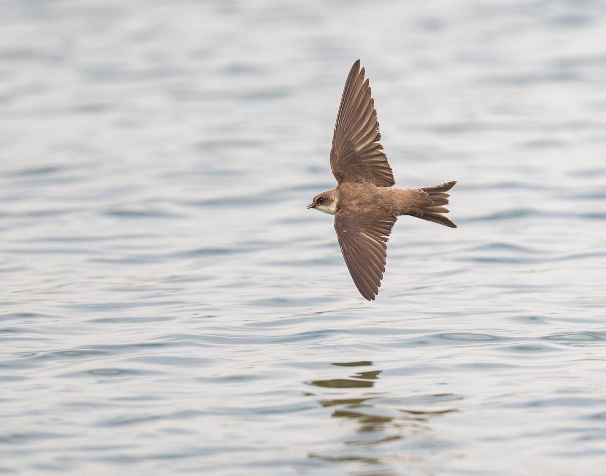 Bank Swallow - Dong Yan