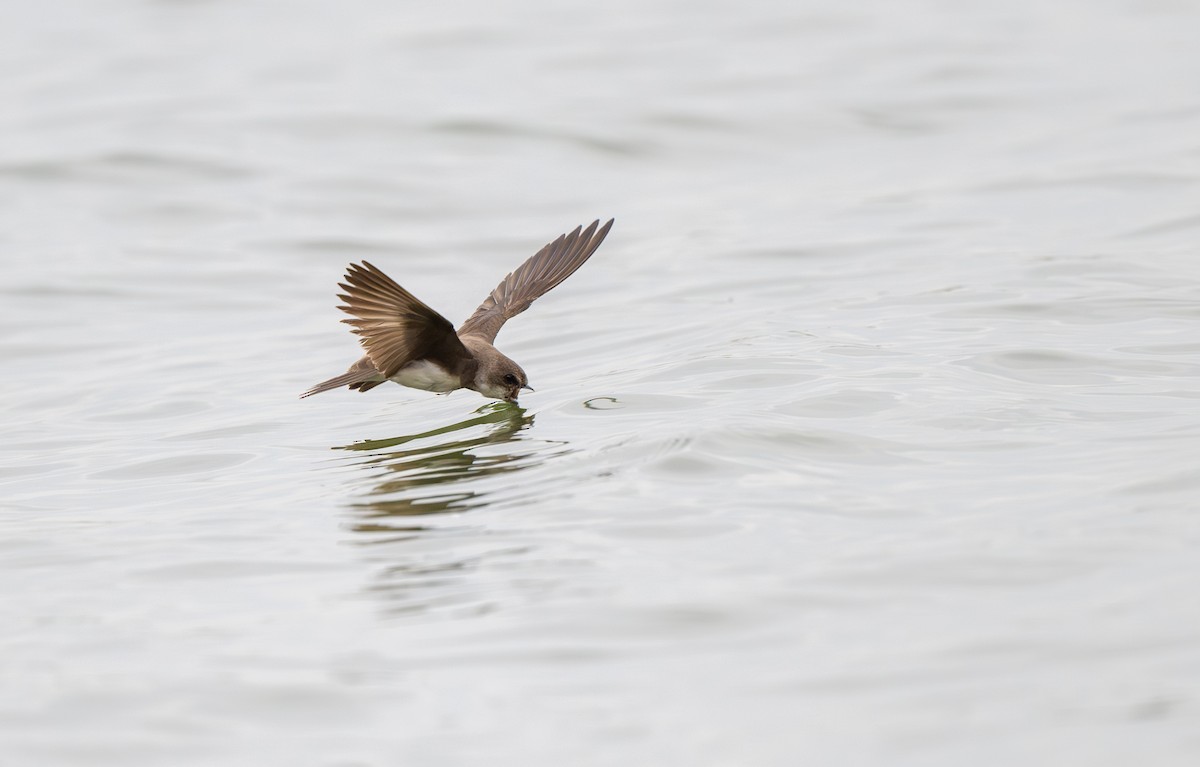 Bank Swallow - ML619958936