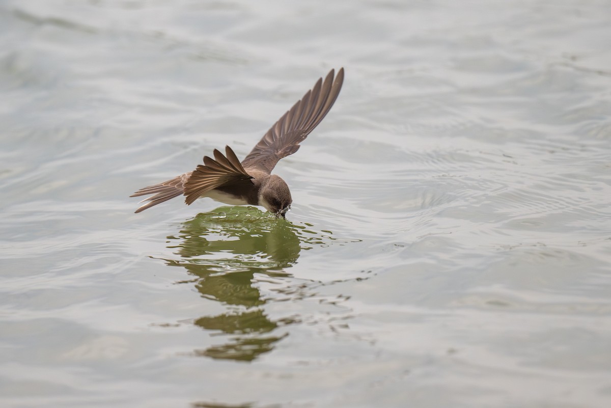 Bank Swallow - ML619958938