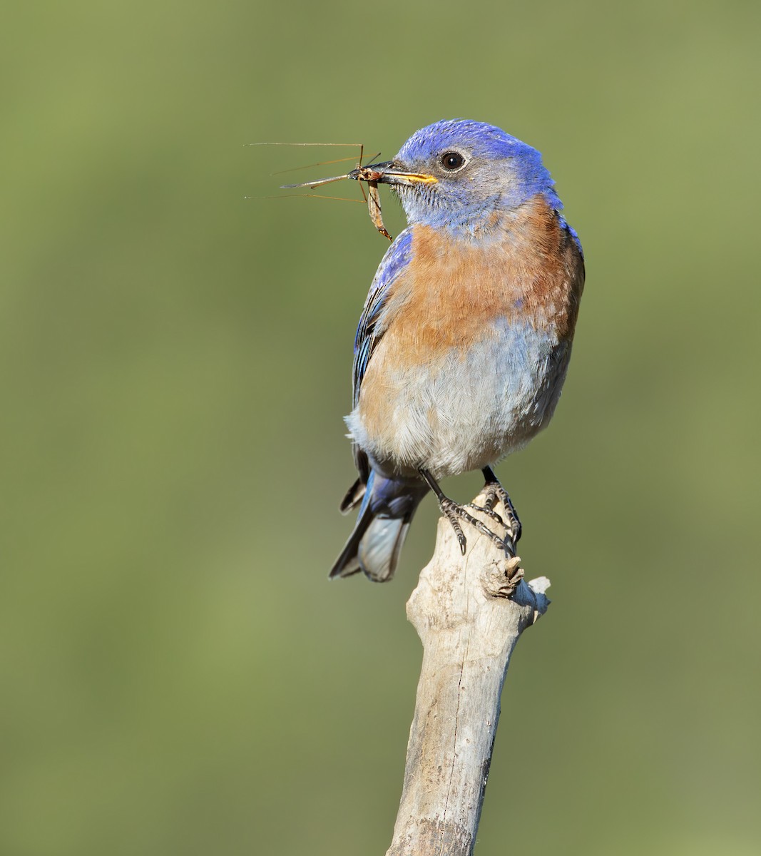 Western Bluebird - ML619958944