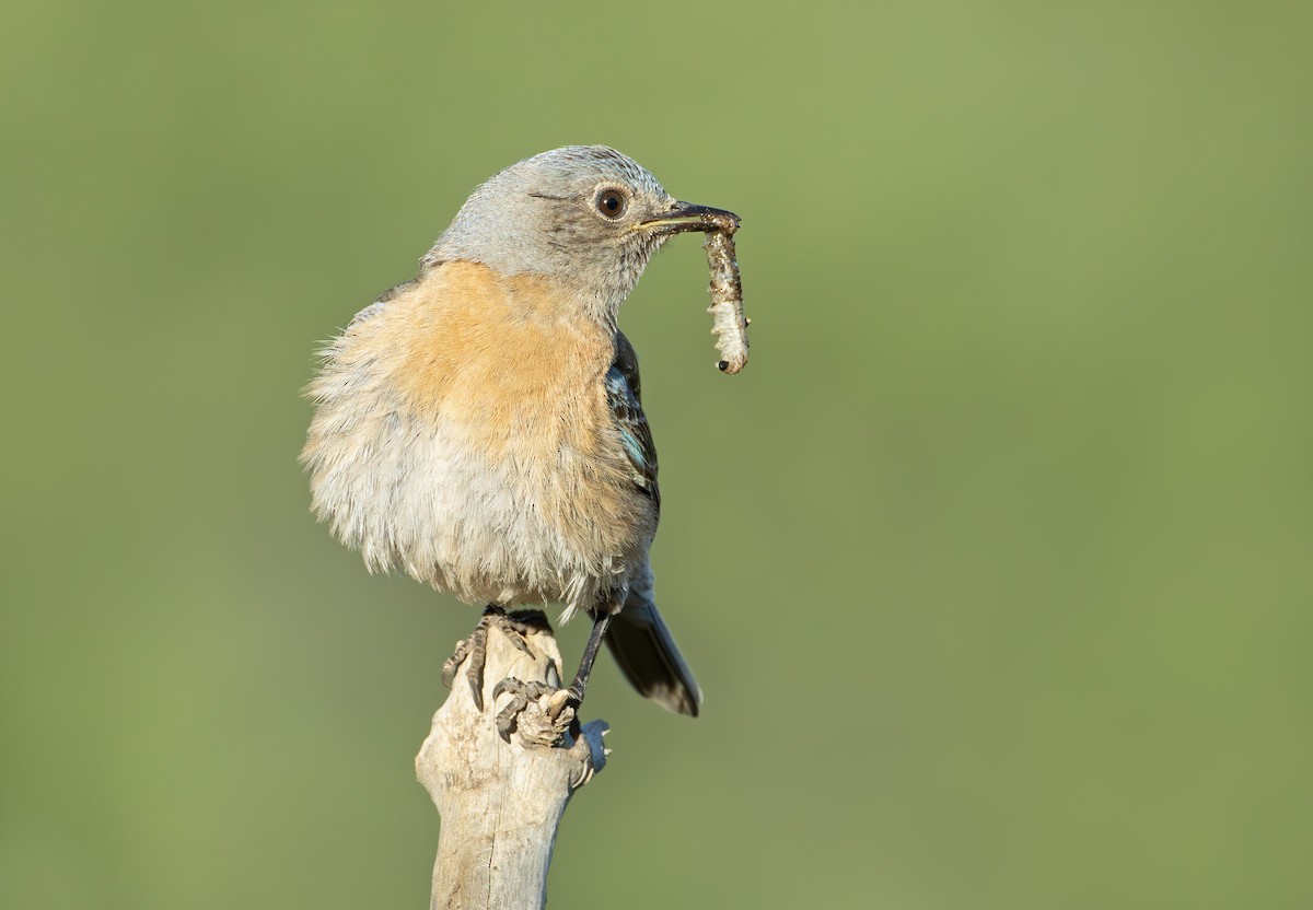 Western Bluebird - ML619958947