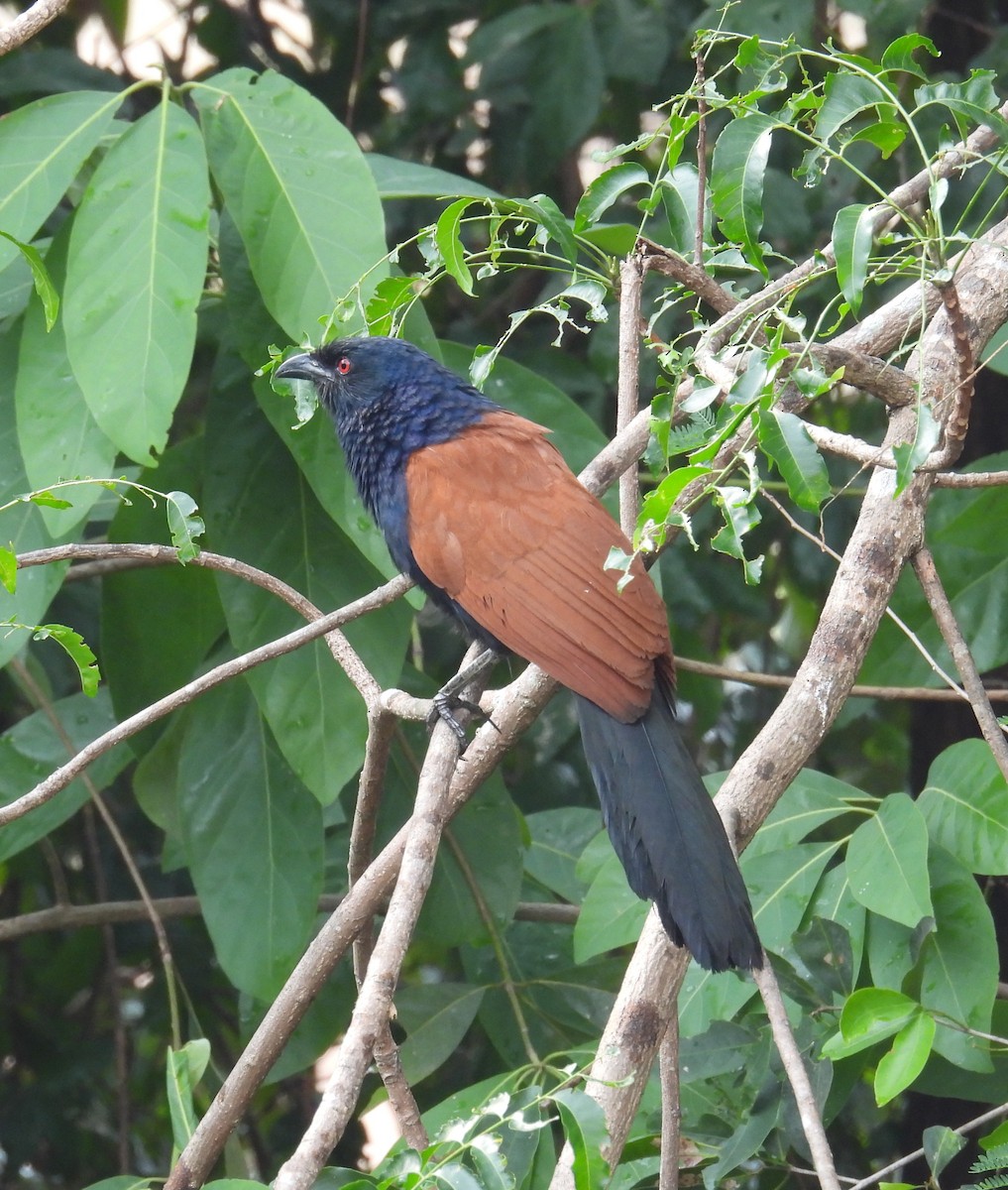 Greater Coucal - ML619958948