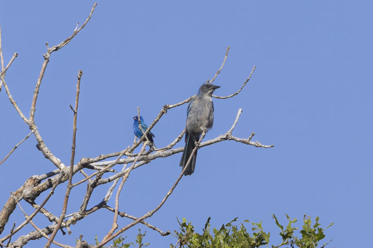 Woodhouse's Scrub-Jay - ML619958951