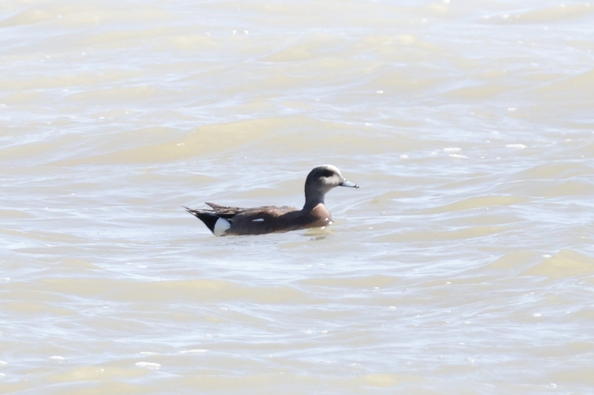 American Wigeon - ML619958958