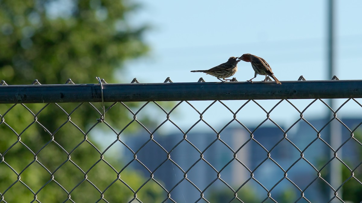 House Finch - Todd Kiraly