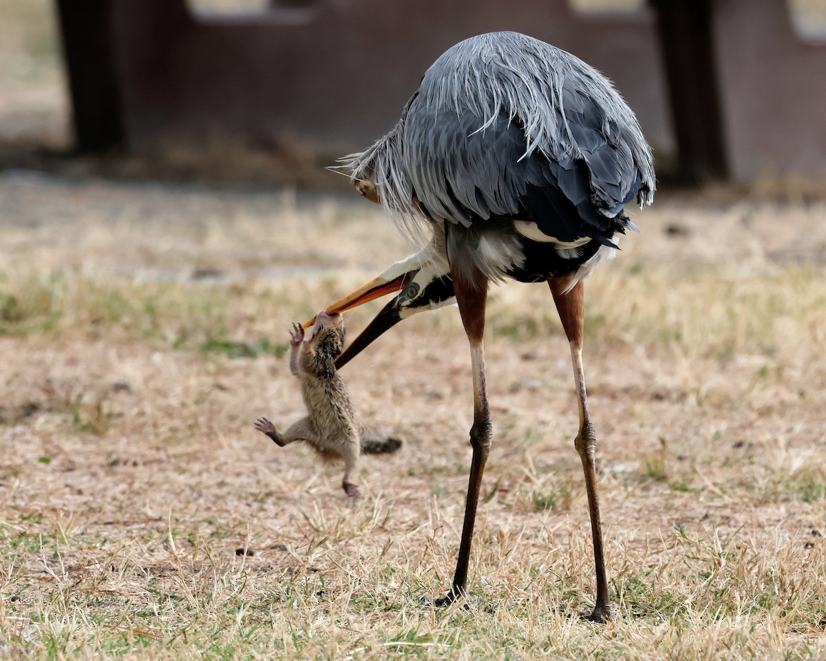 Garza Azulada - ML619958962