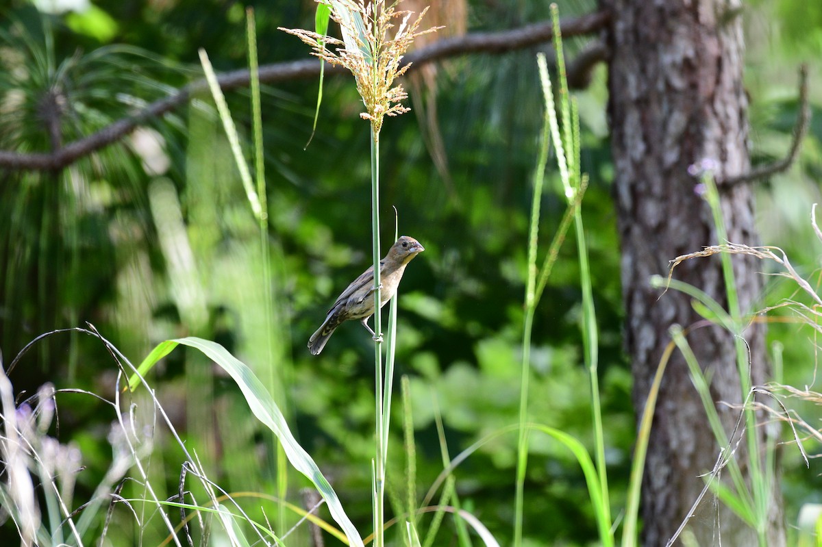 Blue Grosbeak - ML619958965