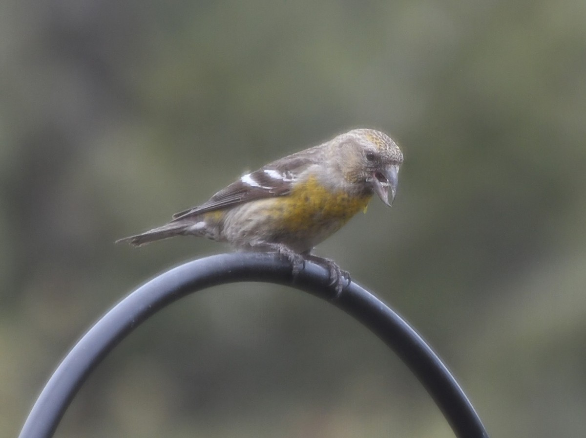 White-winged Crossbill - Denise Van Peursem