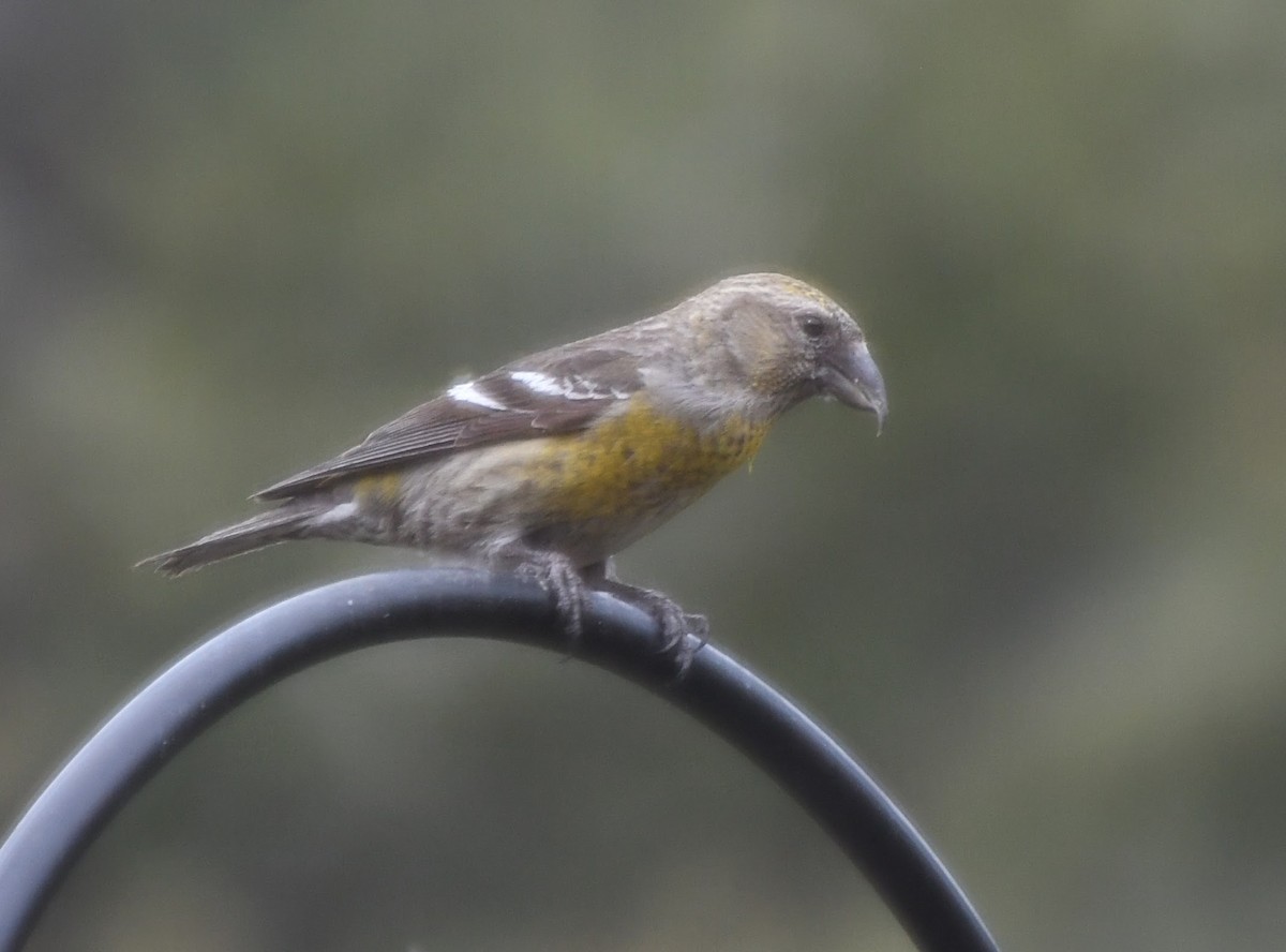 White-winged Crossbill - Denise Van Peursem