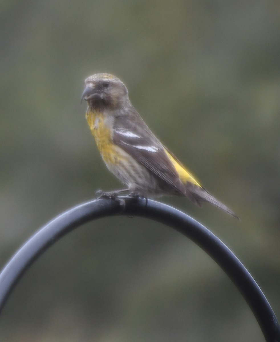 White-winged Crossbill - ML619958976