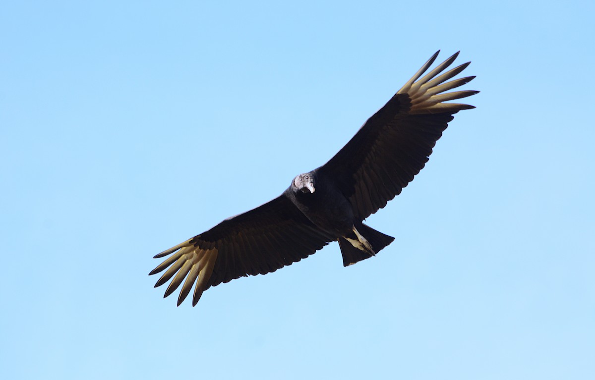Black Vulture - ML619958987