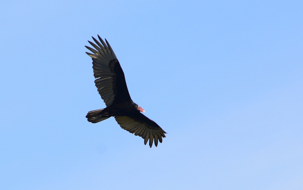 Turkey Vulture - ML619958995