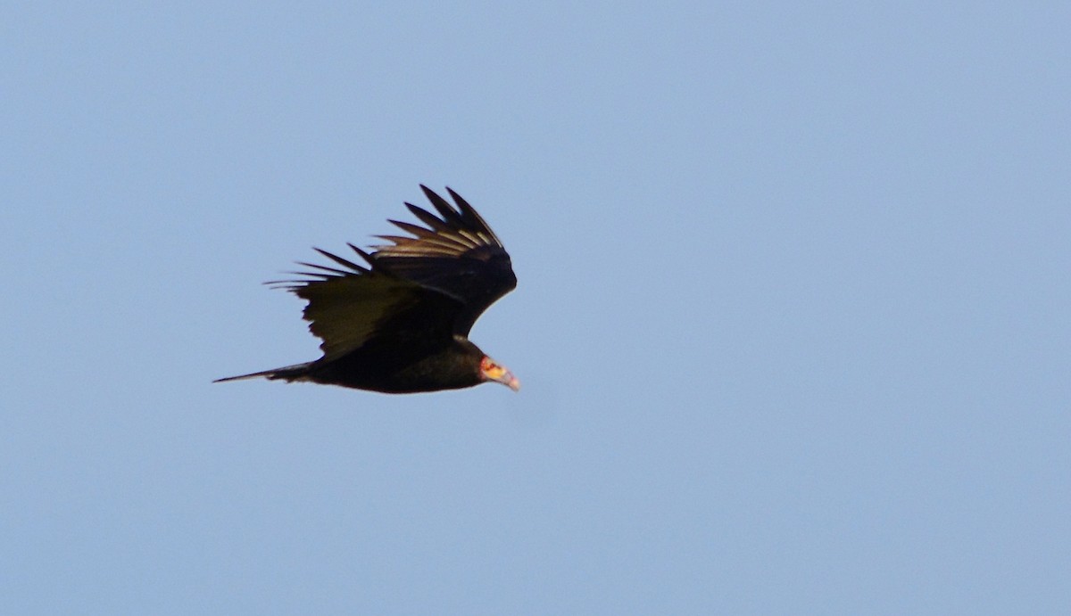 Lesser Yellow-headed Vulture - ML619959000