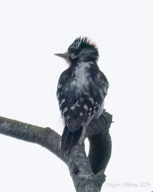 Downy Woodpecker - ML619959024