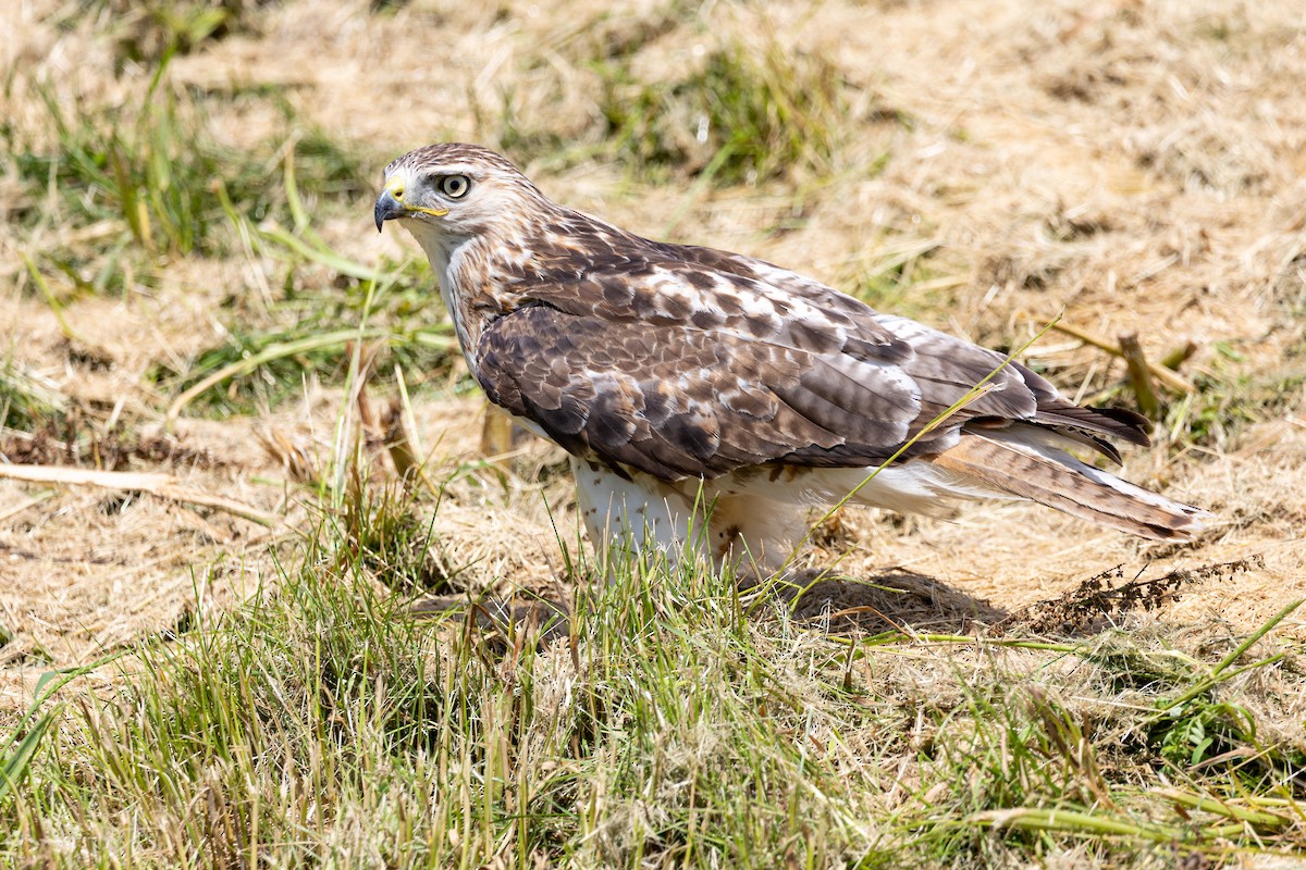 Red-tailed Hawk - ML619959025