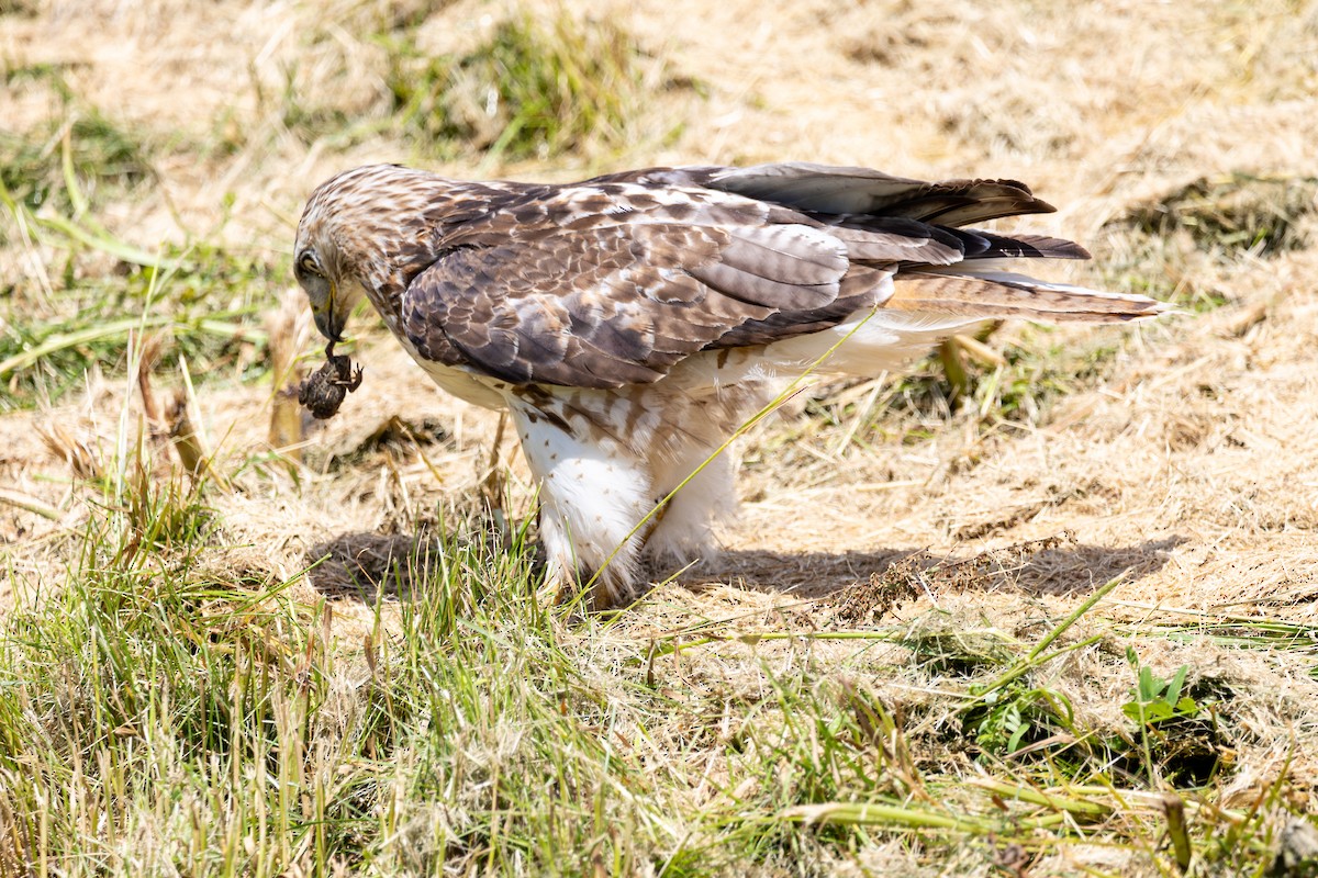 Red-tailed Hawk - ML619959034