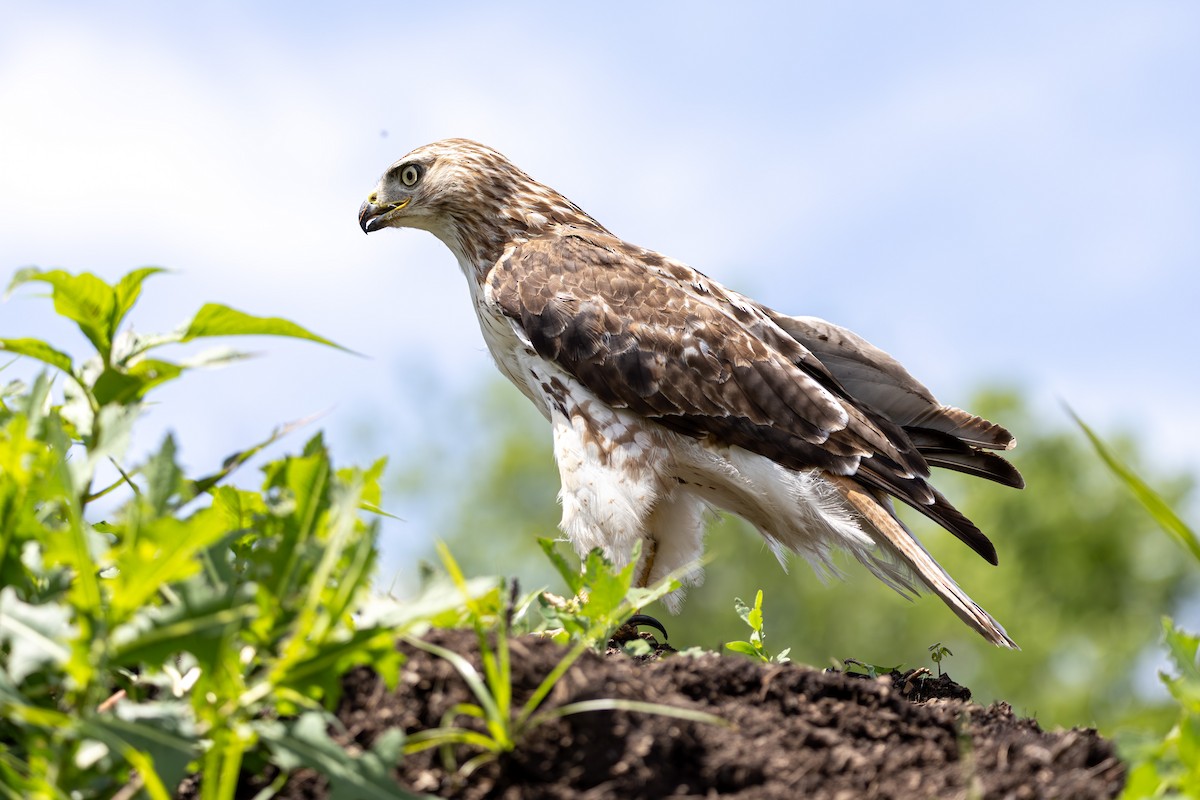 Red-tailed Hawk - ML619959037