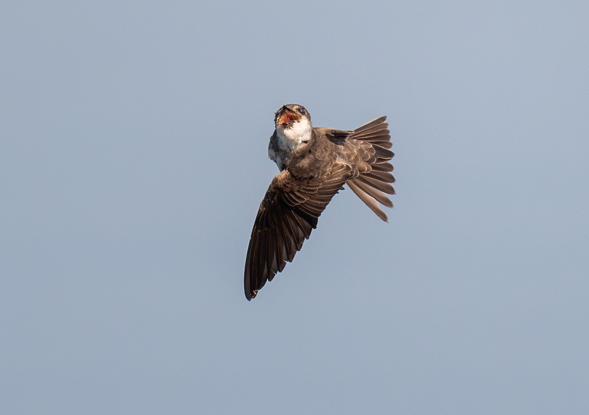 Bank Swallow - ML619959058