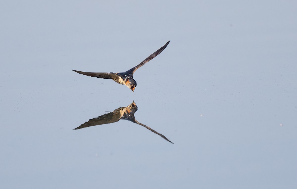 Red-rumped Swallow - ML619959059
