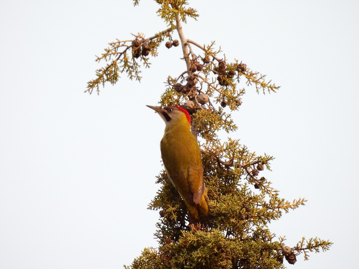 Levaillant's Woodpecker - ML619959078