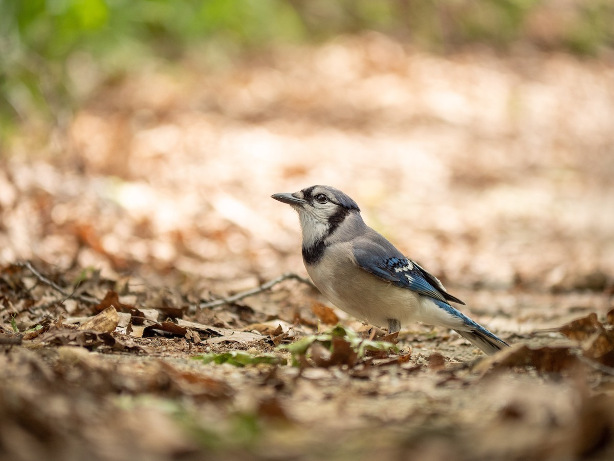 Blue Jay - ML619959097