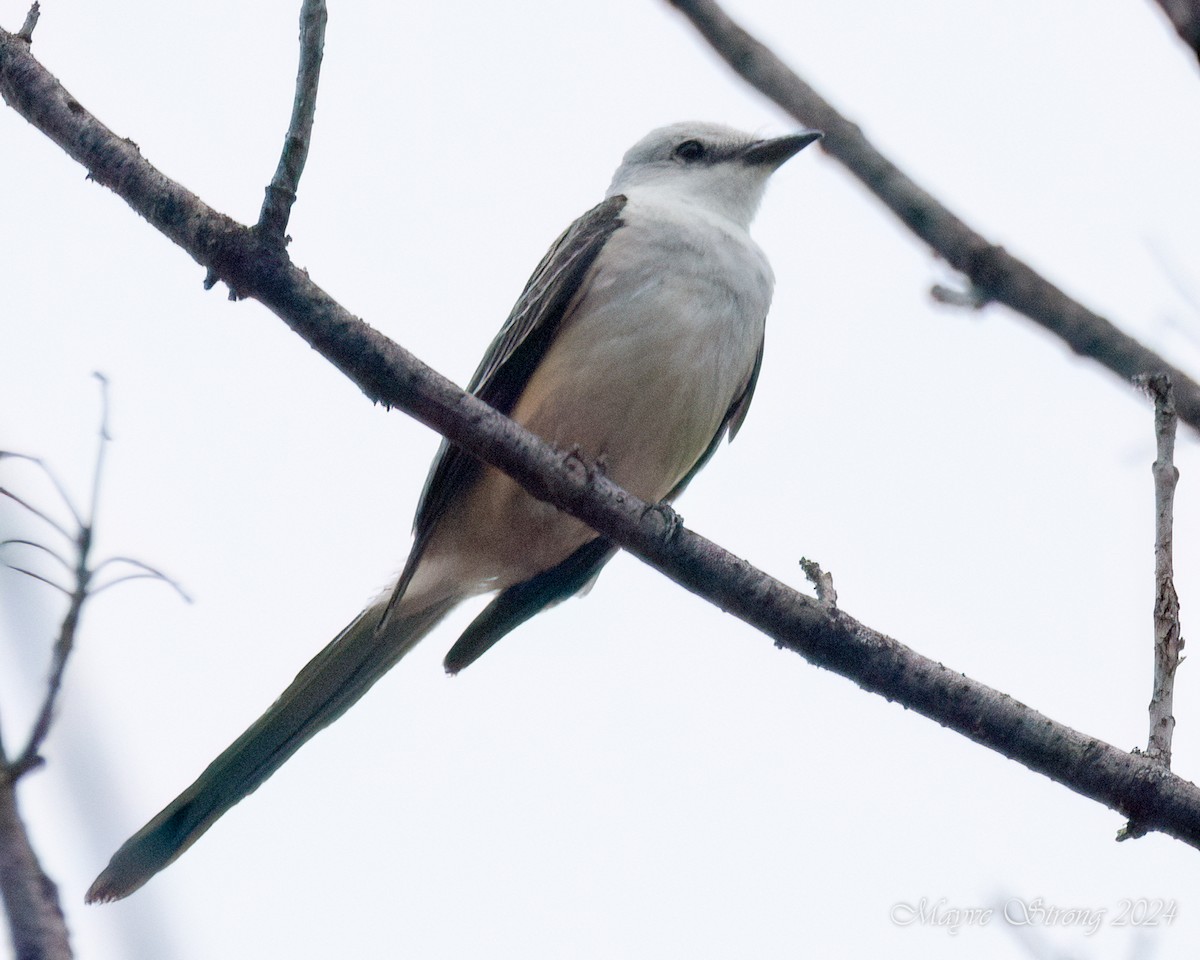 Scissor-tailed Flycatcher - ML619959099