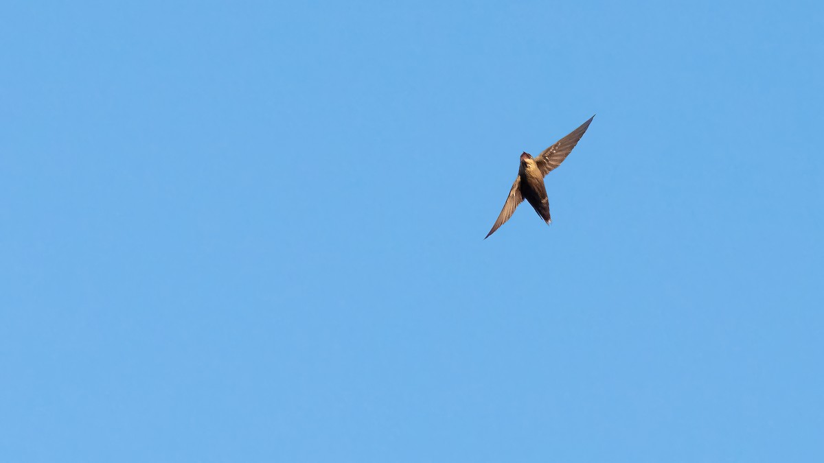 Chimney Swift - ML619959106