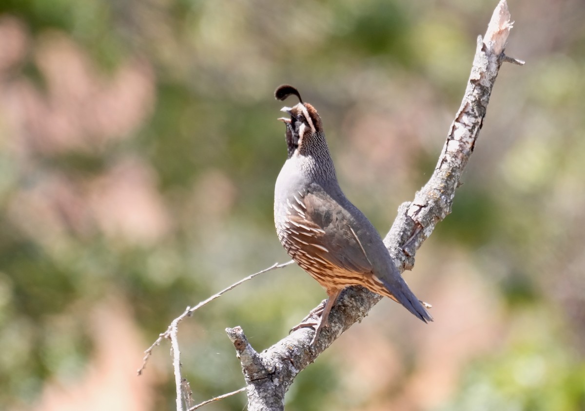 California Quail - ML619959109