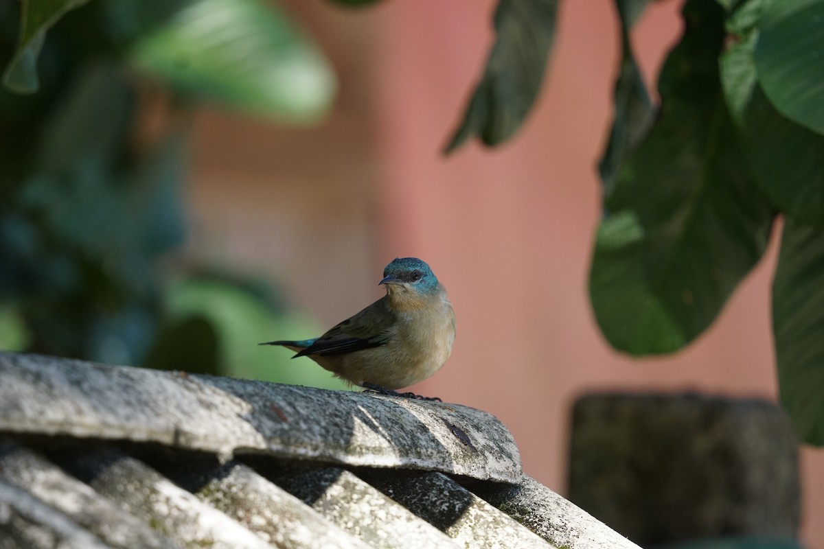 Black-legged Dacnis - ML619959146