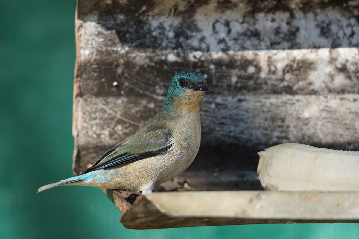 Black-legged Dacnis - ML619959149