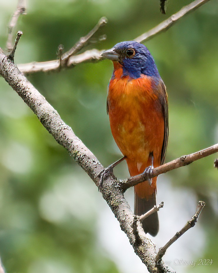 Painted Bunting - ML619959158