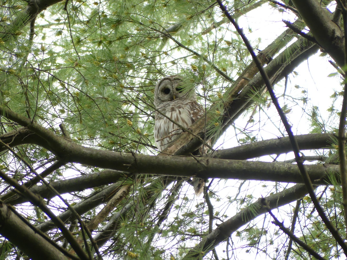 Barred Owl - ML619959172