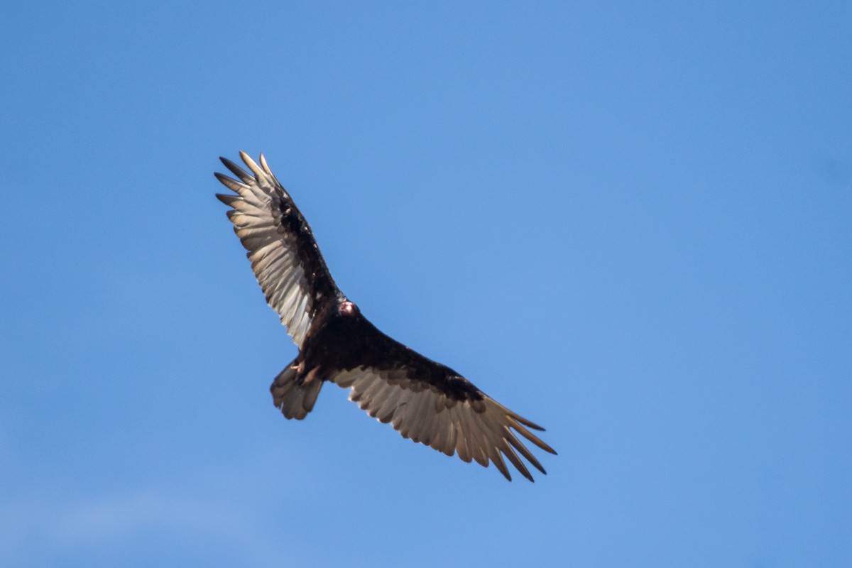 Turkey Vulture - ML619959183