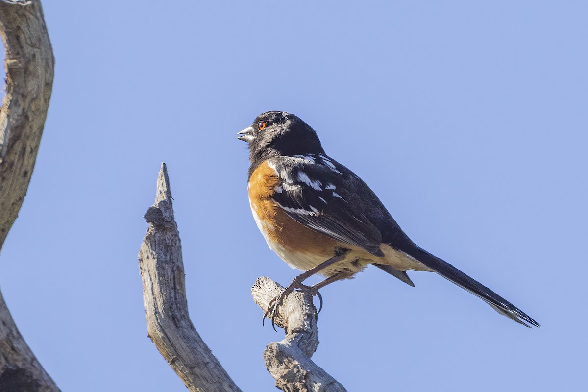 Spotted Towhee - ML619959188