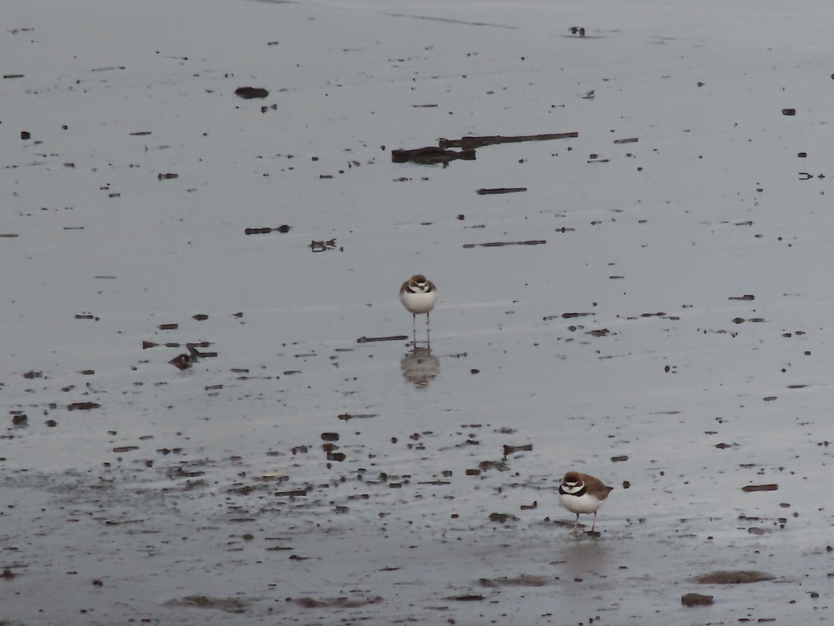 Collared Plover - ML619959189