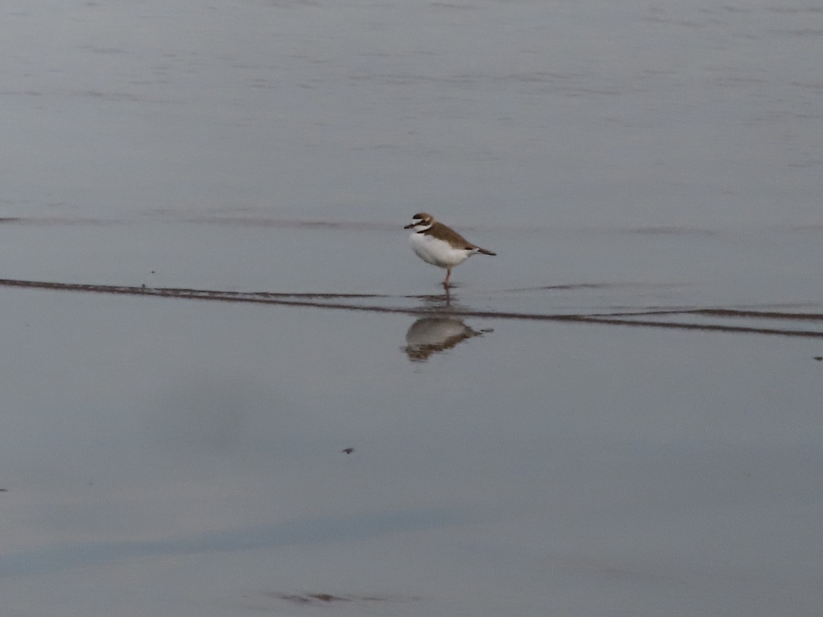 Collared Plover - ML619959190
