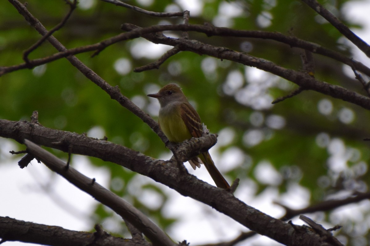 Great Crested Flycatcher - ML619959192