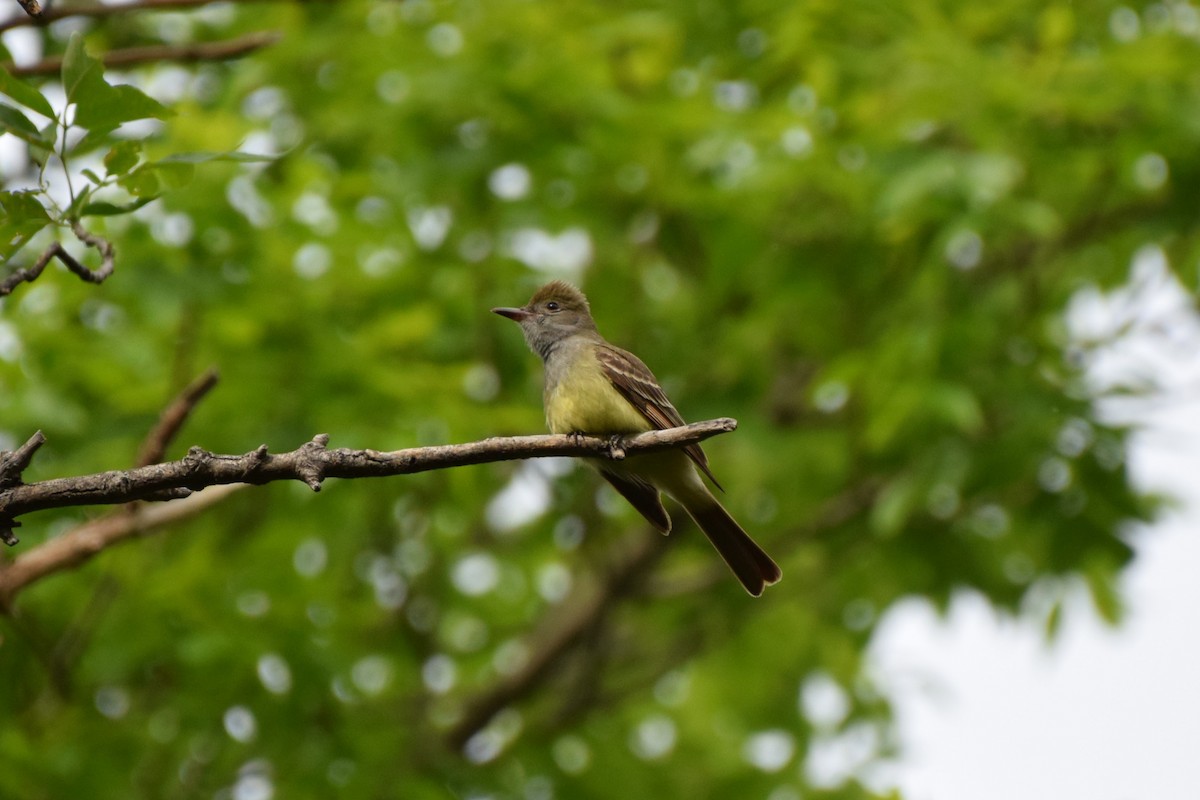Great Crested Flycatcher - ML619959193