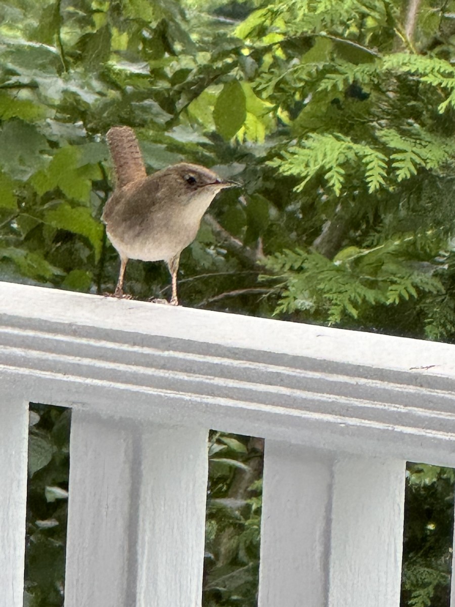 House Wren - ML619959200