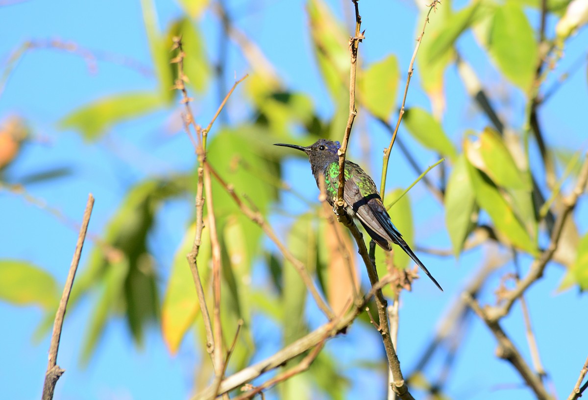 kolibřík vlaštovčí - ML619959201
