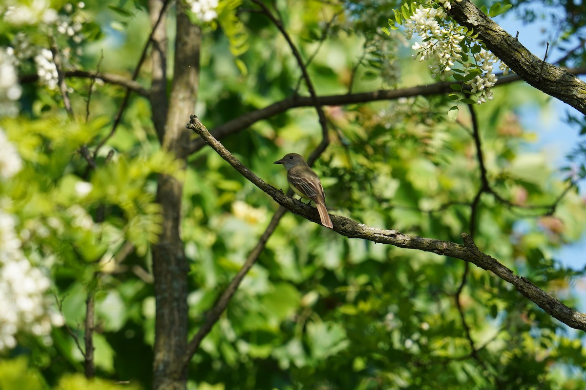 Great Crested Flycatcher - Ethan Kang