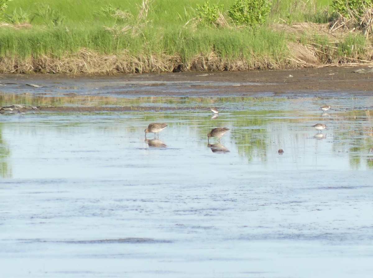 Short-billed Dowitcher - ML619959210