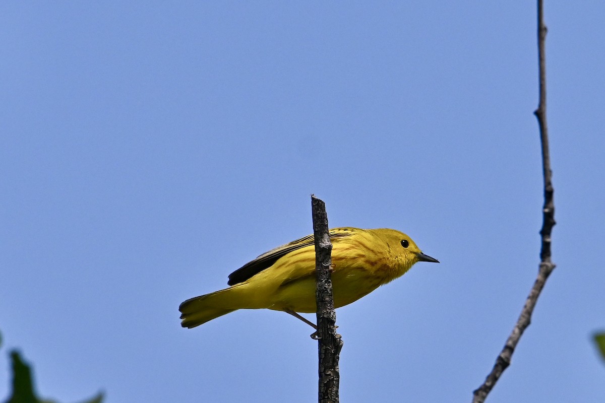 Yellow Warbler - ML619959211
