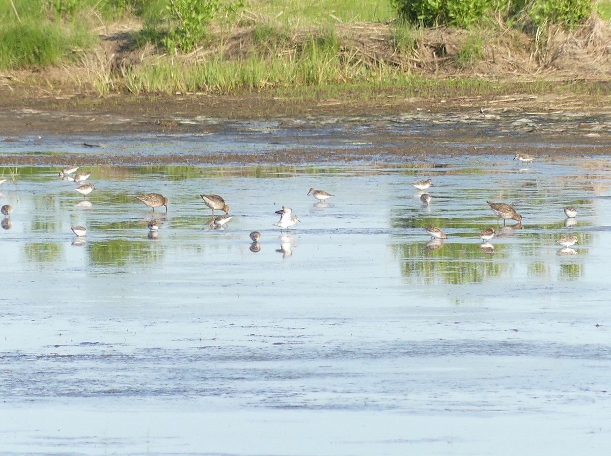 Short-billed Dowitcher - ML619959212