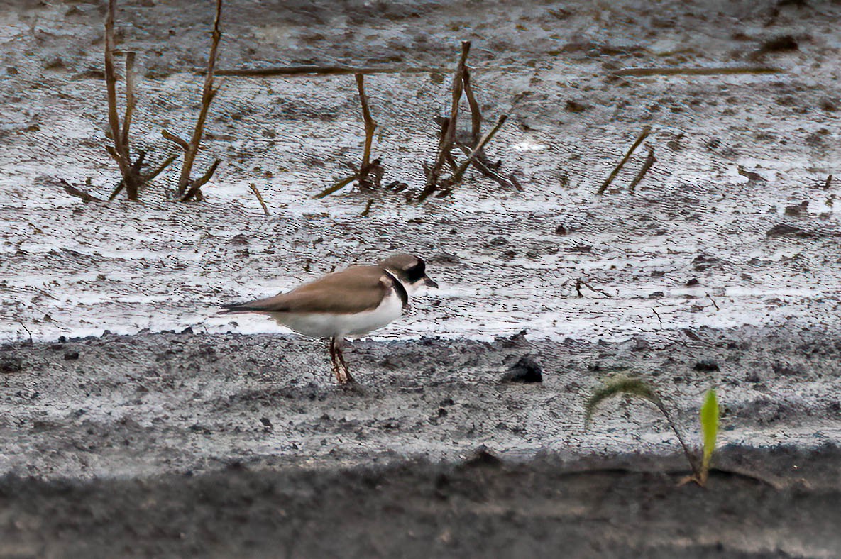 Semipalmated Plover - ML619959251
