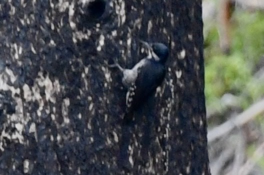Black-backed Woodpecker - ML619959256