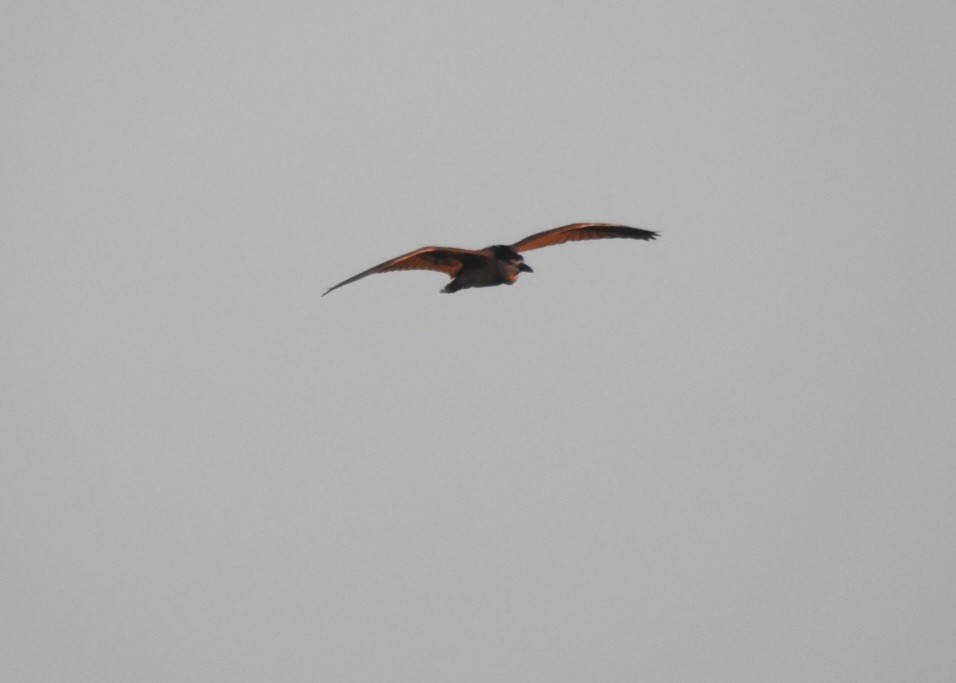 Black-crowned Night Heron - ML619959261