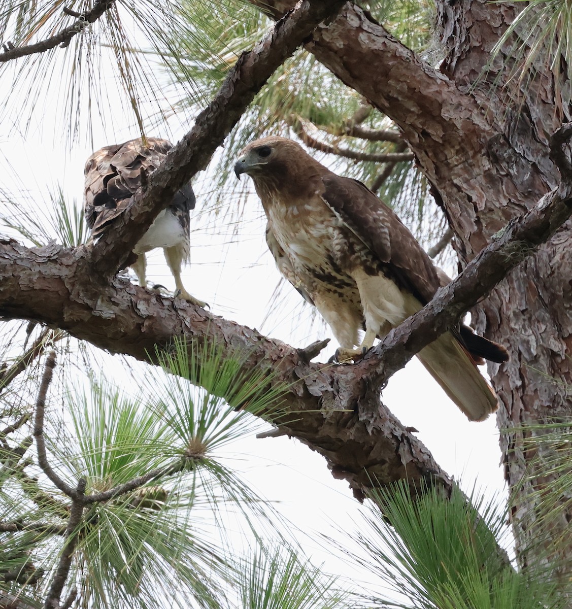 Red-tailed Hawk - ML619959263