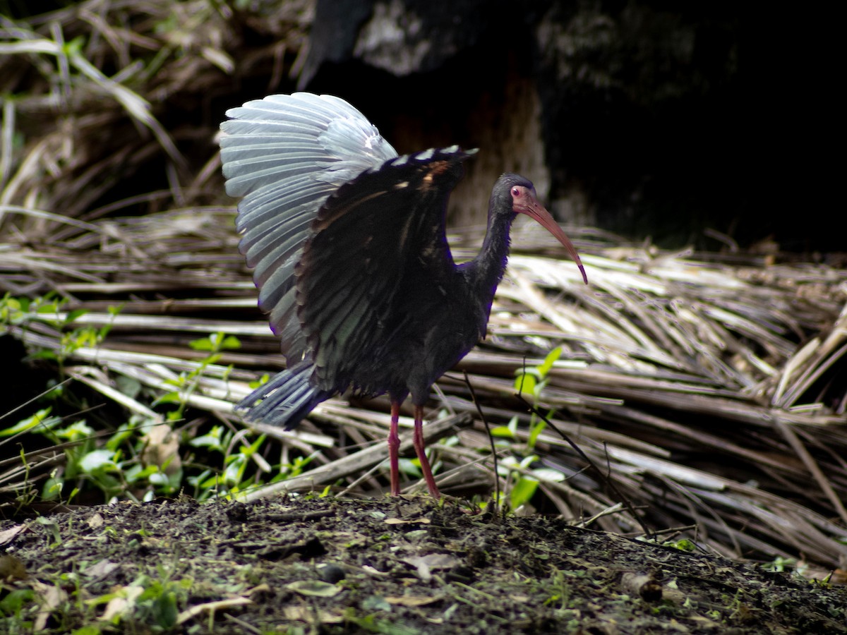 ibis tmavý - ML619959269